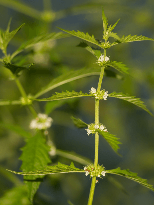 Lycopus europaeus